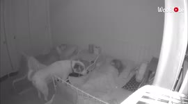 Protective dog checks on sleeping kids to make sure they're safe and sound