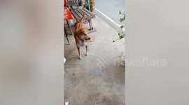 Clever pet dog exchanges leaf instead of money for meatballs