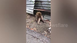 Injured monkey rescued after being electrocuted while searching for food