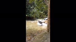 Woman takes a tumble while crossing river in off-road pick-up truck