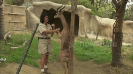 These 'giraffe gazelles' reach 6-foot-tall as they stand on their hind legs