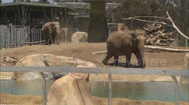 A Herd of Elephants Explores Their New Pool For the First Time