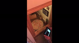 Man builds CAT his very own BEDROOM for less than $20 – and it comes with a TV and miniature animal paintings