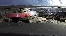 Snake expert claims to be immune to venom dies when cobra bites in central India