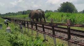 Group of minors pelt stones at elephant in northeastern India