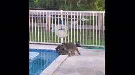 Cute raccoon family wants to take a dip in Florida swimming pool