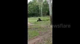 Animals like humans also have an interest.