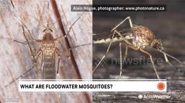 Floodwater mosquitoes expected in wake of Ida rainfall