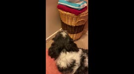 Dog wants cat food and won’t take no for an answer