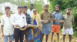 Angry Python attacks back ferociously when a  rescuer in South India tries to catch it