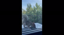 Adorable squirrel looked out the window, New York, NY, USA