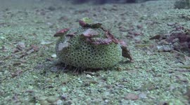 Flower Urchin on the ocean floor of Thailand, extremely dangerous