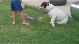 Dog's ball was thrown and then my nephew stepped into the dogs way and got bumped