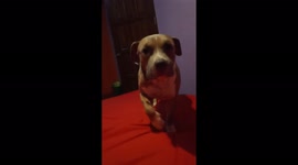 Bossy American pitbull recovering in quarantine whines adorably about going outside