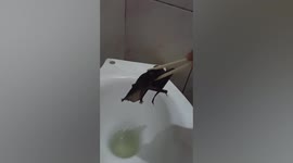 Filipino man uses chopsticks to save bat drowning in toilet bowl