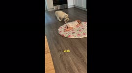 Adorable moment cat brings newborn kitten to meet owner’s baby in viral video viewed 108 MILLION times