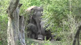 Herd of elephants spotted relaxing amid forest cover in Sri Lanka