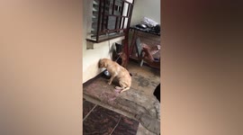 Guilty labrador faces the wall while being scolded