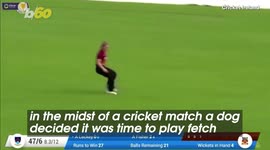 Hilarious Video of Puppy Invading Cricket Pitch to Steal the Ball