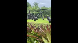 Two gorillas start fighting or playing at the zoo, super funny