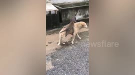Monkey goes for joy ride on dog's back