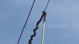 Worker injured after trying to save snake trapped on electrical cables