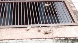 A beautiful group of sparrows are seen eating food.