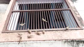 These birds are called sparrows, see this beautiful scene