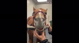 'Horse Girl Messes with her Sedated Horse | Try Not to Laugh *3 Million+ Views*'