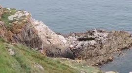 Rescue mission is underway to save a herd of goats after they got stuck on a rocky outcrop