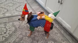 The most adorable dog costume you'll ever see