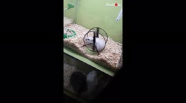 'Cute Hamster Will Stop at Nothing to Escape his Wheel | Try Not to Laugh'