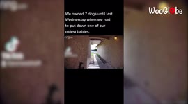 'Lost bulldog shows up outside stranger's house & convinces owner to let him in'