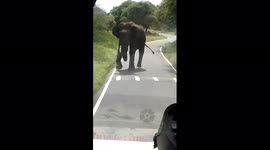 Bus passengers panic as angry elephant gets ready to charge them