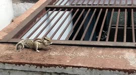 Have seen squirrel eating so close, see this beautiful scene