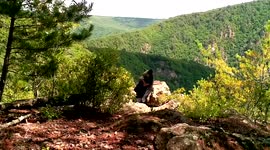 That's the spot! Wild bear relieves itch before investigating hidden camera