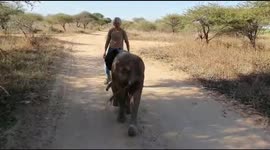 Orphaned baby albino elephant, Khanyisa, goes for a run with HERD founder, Adine Roode and companion sheep, Lammie