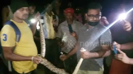 Rock Python rescued