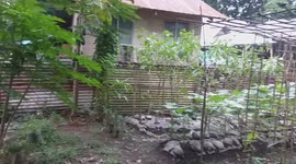 vegetable gardening, garden set up, and farming