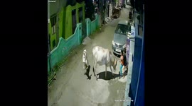 Despite of the sudden attack from the mama cow the sister protects her brother in South India.