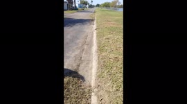 Ducks playing by the lake. Flying around and having a great time. Baby ducks are also enjoying the day