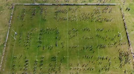 Nearly 1,000 players attempt world record for largest rugby lesson