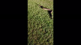 Rattlesnakes or not that aggressive