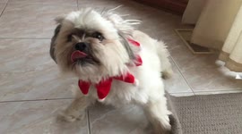 Stewart the Shih-poo Dog Shows off his Cool Moves in Slow Motion, rolling over and sneezing