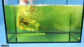 YouTuber carries out 'experiments' in aquarium filled with oil