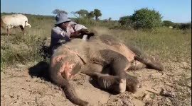 Albino elephant calf loves nothing more than being given dust bath by carer