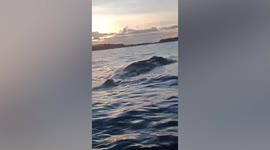 Mystery ‘globster’ found floating next to beach in the Philippines