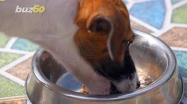 Dogs Are Hardwired To Communicate With People at Birth