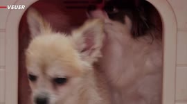 South Korea Expected to Grant Legal Status to Animals to End Years of Abuse and Abandonment