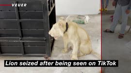 Pet Lion Featured on TikTok Seized by Authorities From Cambodian Home